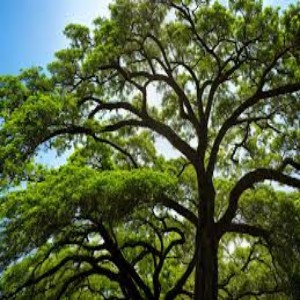 Jatoba