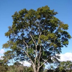Angico Vermelho