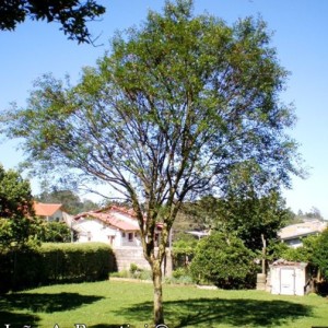 Cereja do Rio Grande