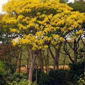 Guapuruvu
