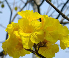 Ipê Amarelo Familia
