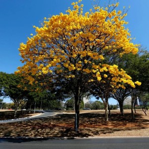 Ipê Amarelo