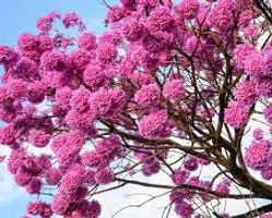 Ipê Rosa Família