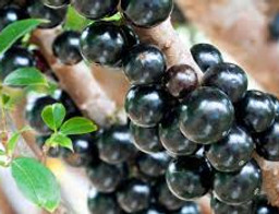 Jabuticabeira Família