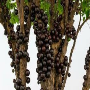 Jabuticabeira