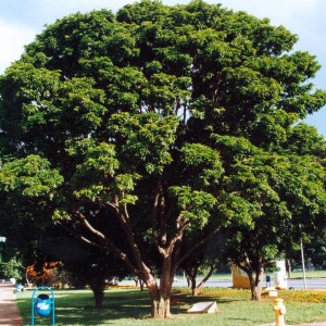 Pau Brasil