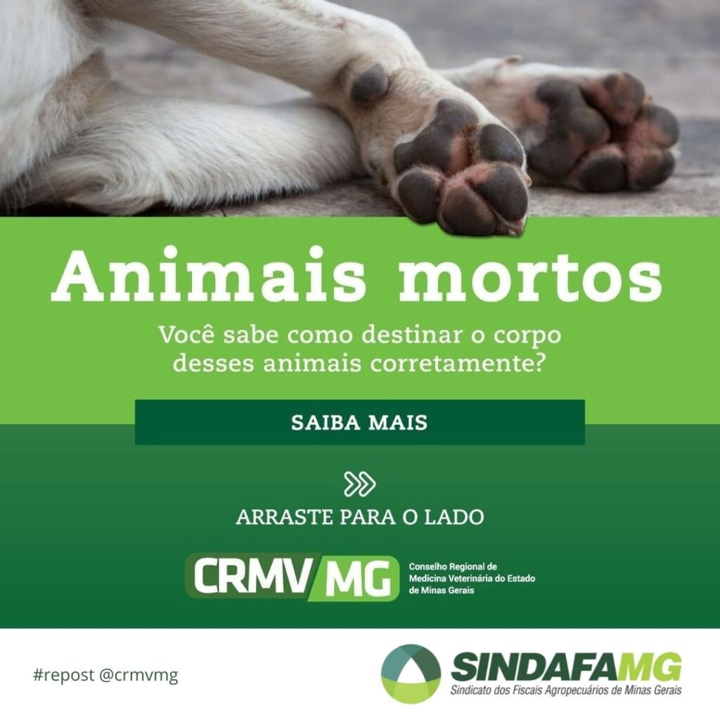 Descarte de animal morto