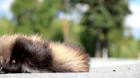 Descarte de animal morto