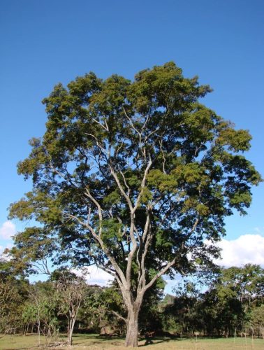 Angico Vermelho