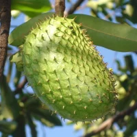 Graviola Fruto
