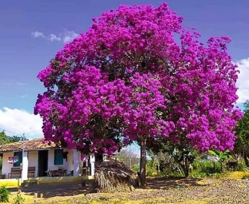 Ipê Roxo