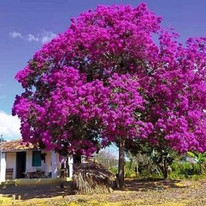 Ipê Roxo