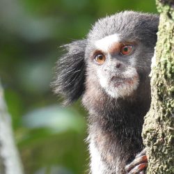 Sagui