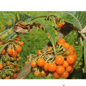 Fruta-do-sabiá