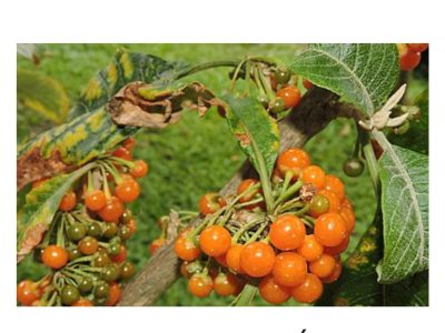Fruta-do-sabiá