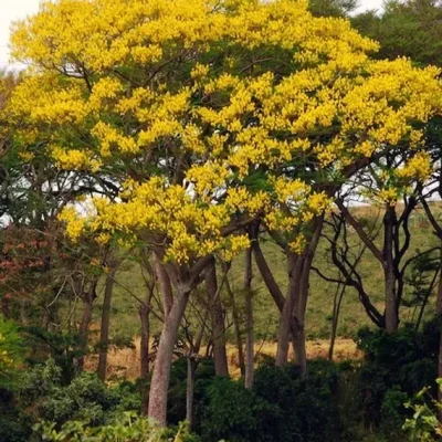 Guapuruvu