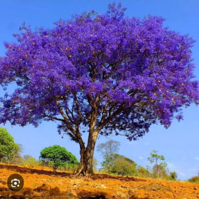 Jacarandá-mimoso