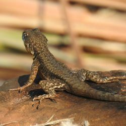 lagarto-pequeno